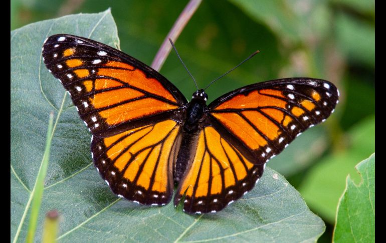 Los bosques proporcionan el refugio térmico necesario para que las mariposas monarcas sobrevivan. UNSPLASH / J. COTTEN