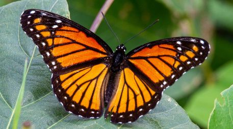 Los bosques proporcionan el refugio térmico necesario para que las mariposas monarcas sobrevivan. UNSPLASH / J. COTTEN