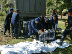Y el viernes elementos de distintas corporaciones e instituciones reportaron que llevaron a cabo la limpieza de 34 playas del centro y sur de Veracruz que habían sido afectadas por manchas de hidrocarburo. ESPECIAL