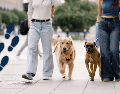 Además, caminar al aire libre tiene beneficios adicionales, como la exposición a la vitamina D del sol y la mejora del estado de ánimo. ESPECIAL / CANVA