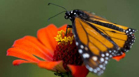 Los ejemplares fueron pesados y medidos para documentar su estado físico general. EFE/