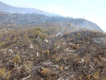El incendio en La Primavera dejó daños en la vegetación, por lo que expertos continúan evaluando el impacto en el ecosistema. CORTESÍA
