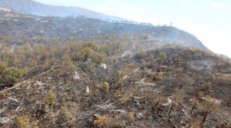 El incendio en La Primavera dejó daños en la vegetación, por lo que expertos continúan evaluando el impacto en el ecosistema. CORTESÍA