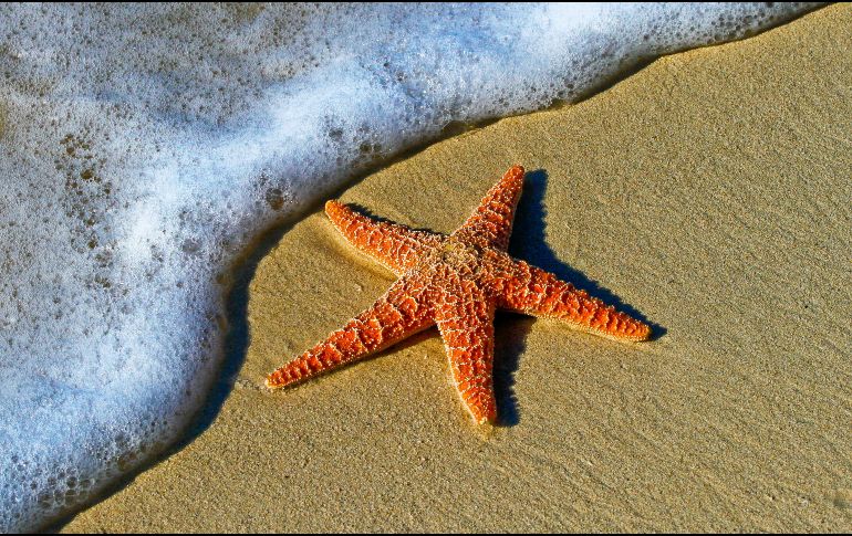 Disfruta de una relajante estadía junto al mar en estas vacaciones de Semana Santa, reservando a través de Liverpool. Unsplash