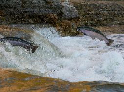 Ese hecho amenaza ecosistemas, la pesca y la vida de cientos de millones de personas. UNSPLASH / BRANDON