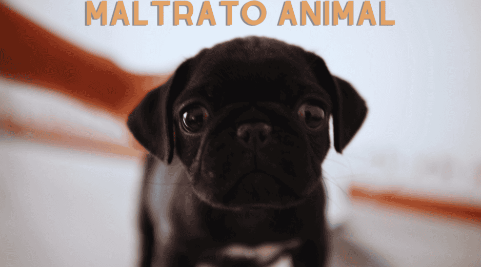 Se estima que siete de cada 10 animales domésticos en México son víctimas de alguna forma de maltrato. EL INFORMDOR / ARCHIVO