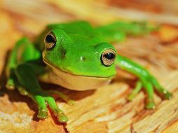 Según datos de Inabio, Ecuador es uno de los 20 países más biodiversos del mundo. UNSPLASH / D. CLODE