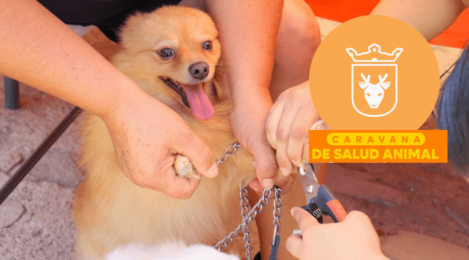 Vacunar a una mascota no solo mejora su calidad de vida, sino que también te permite disfrutar de su compañía por mucho más tiempo. ESPECIAL/ Protección Animal Zapopan