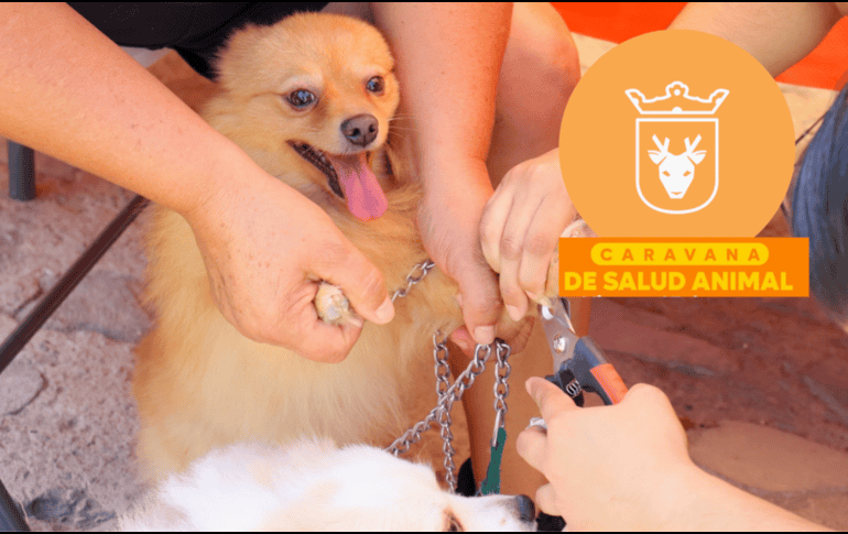 Vacunar a una mascota no solo mejora su calidad de vida, sino que también te permite disfrutar de su compañía por mucho más tiempo. ESPECIAL/ Protección Animal Zapopan