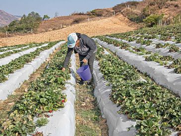 Los precios de la urea, componente principal de los fertilizantes, están cerca de verse impactados por la guerra. SUN/ARCHIVO