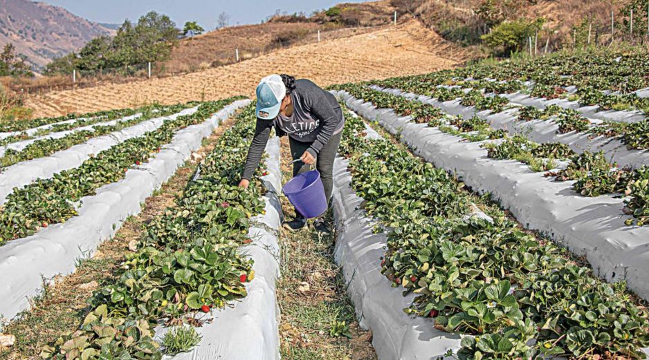 Los precios de la urea, componente principal de los fertilizantes, están cerca de verse impactados por la guerra. SUN/ARCHIVO