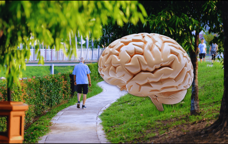Para lograr beneficios positivos en la salud de nuestro cerebro, debemos caminar unos 30 minutos por día, tres veces cada semana. ESPECIAL / CANVA