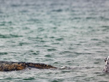 Expertos del ITAW están implicados con las autoridades en las operaciones de rescate. EFE/S. Sudheimer