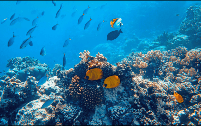 En la cuenca del Amazonas se han registrado dos mil 406 especies de peces de agua dulce, de las cuales mil 43 son endémicas. CANVA