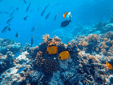 En la cuenca del Amazonas se han registrado dos mil 406 especies de peces de agua dulce, de las cuales mil 43 son endémicas. CANVA