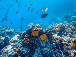 En la cuenca del Amazonas se han registrado dos mil 406 especies de peces de agua dulce, de las cuales mil 43 son endémicas. CANVA