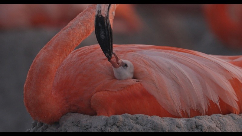 Flamingos: La vida después del meteorito. ESPECIAL/PIMIENTA FILMS.&nbsp;