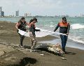 Tras el derrame de hidrocarburos se han retirado más de 430 toneladas de contaminantes y se han atendido más de 200 kilómetros de litoral afectado en estados como Veracruz y Tabasco. AFP