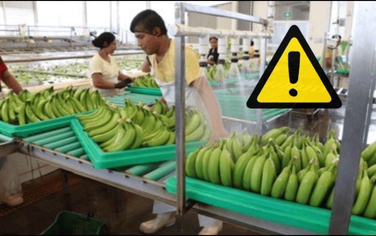 Las problemáticas colocan al sector platanero del sur del país en una situación de crisis devastadora que amenaza con escalar, según denuncian productores locales de Tabasco y Chiapas. GOBIERNO DE MÉXICO