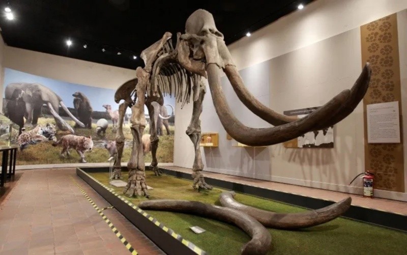 Museo de Paleontología. ESPECIAL&nbsp;