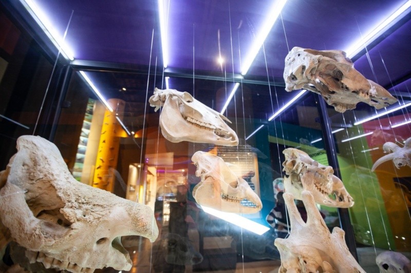 Museo de Paleontología. ESPECIAL&nbsp;&nbsp;