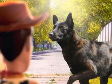 “Tras 10 años a nuestro lado, nuestro oficial canino Capitán ha cruzado el arcoíris, desde donde continuará con su servicio”, escribió el Gobierno de Zapopan en sus redes sociales. CORTESÍA/ Protección Civil y Bomberos Zapopan