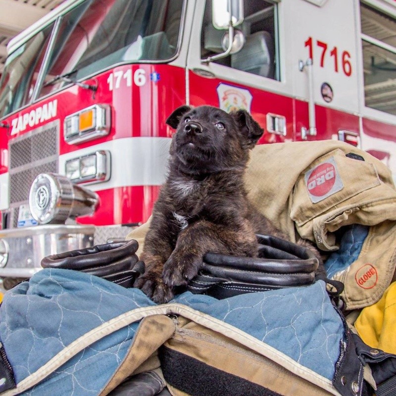 &nbsp;El oficial canino, Capitán, cuando era un cachorro. CORTESÍA/ Protección Civil y Bomberos Zapopan