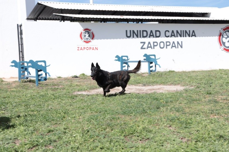 &nbsp;El oficial canino, Capitán. CORTESÍA/ Protección Civil y Bomberos Zapopan