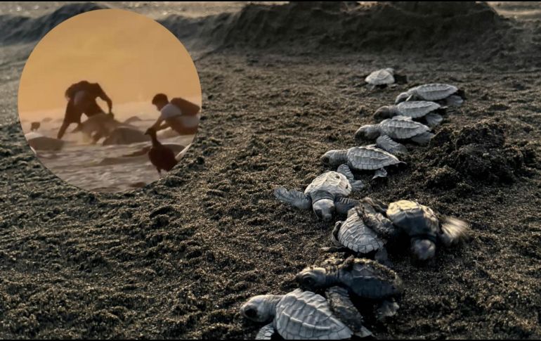 En un video se capta a al menos tres jóvenes con costales blancos cavando hoyos en la arena. ESPECIAL/ X@rioaxaca