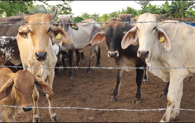 La ASICA Jalisco encabeza la implementación de un sistema de trampas y vigilancia en zonas afectadas para detectar y contener oportunamente la plaga. EFE/ARCHIVO