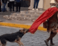 El resurgimiento de este video ha provocado una ola de reacciones en redes sociales, donde miles de usuarios han destacado la lealtad y valentía del perrito, convirtiéndolo en un símbolo espontáneo de empatía. ESPECIAL