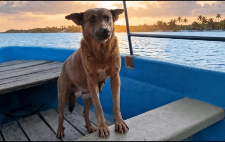 El presidente municipal de Huajuapan de León, Luis de León, informó que ha solicitado a la Dirección y Regiduría de Salud del Ayuntamiento para que se investigue la muerte de la perra Beni. ESPECIAL/ Facebook/ Luis de León