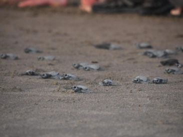 La actividad de desove de tortugas contó, además, con la participación de 291 turistas nacionales y de otras nacionalidades, y jóvenes ambientalistas. CORTESÍA/ Facebook/ Ministerio del Ambiente y de los Recursos Naturales de Nicaragua