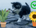 Existen numerosas especies seguras que no representan un riesgo para estas mascotas. CANVA