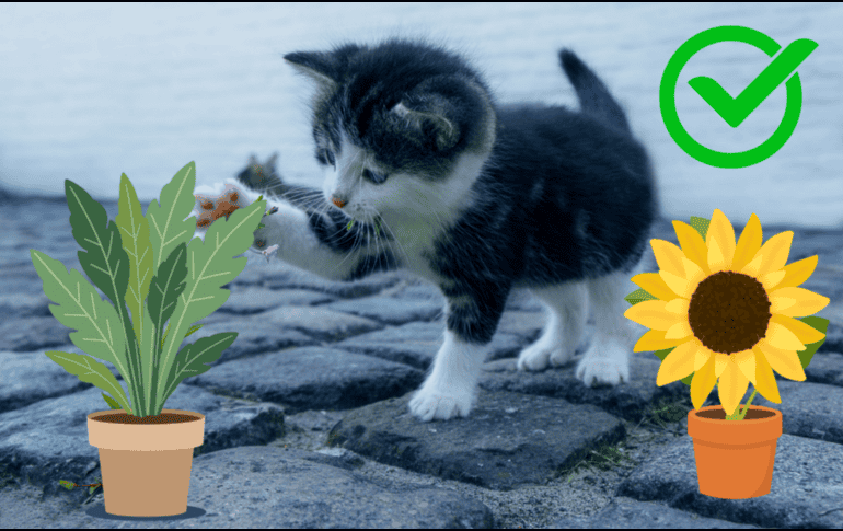 Existen numerosas especies seguras que no representan un riesgo para estas mascotas. CANVA