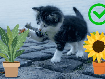 Existen numerosas especies seguras que no representan un riesgo para estas mascotas. CANVA