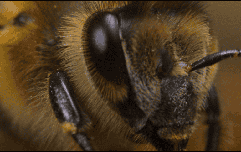 La presencia de abejas cerca del hogar puede reflejar condiciones ambientales favorables y un entorno con adecuada biodiversidad. EFE  / ARCHIVO