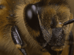 La presencia de abejas cerca del hogar puede reflejar condiciones ambientales favorables y un entorno con adecuada biodiversidad. EFE  / ARCHIVO