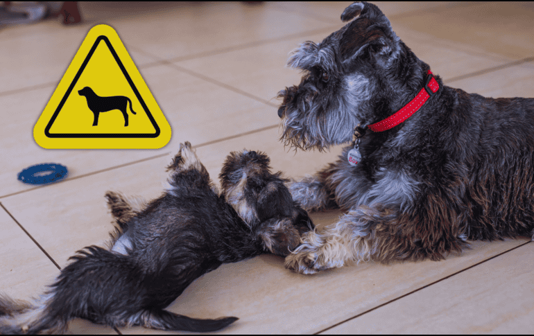 Al desglosar minuciosamente los datos de 264 razas diferentes, los científicos notaron que el 72.5% de los perros presenta algún tipo de comportamiento relacionado con la ansiedad. ESPECIAL / CANVA