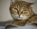 En el lenguaje felino, mirar fijamente no siempre es una señal amistosa. Por eso, si tu gato baja las orejas mientras lo observas, es probable que esté reaccionando a lo que percibe como una actitud amenazante. CANVA
