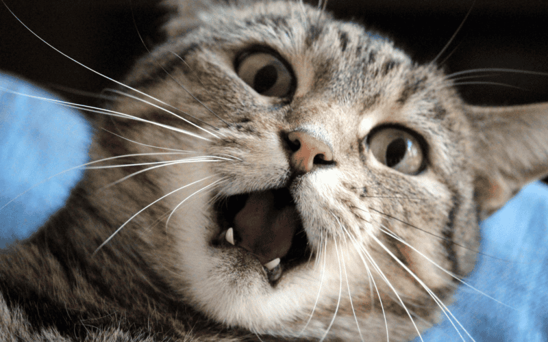 &nbsp;CANVA