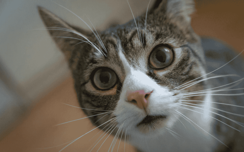 &nbsp;CANVA