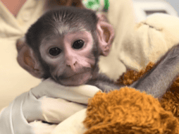 Las cuidadoras de Yuji le colocaron un peluche de changuito color café, muy similar al del mono de siete meses Punch, de Japón. ESPECIAL/ TIK TOK/ Zoológico Guadalajara 🇲🇽