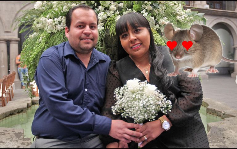 Según un estudio, estos son los animales que muestran mayor monogamia reproductiva como especie. EL INFORMADOR / ARCHIVO