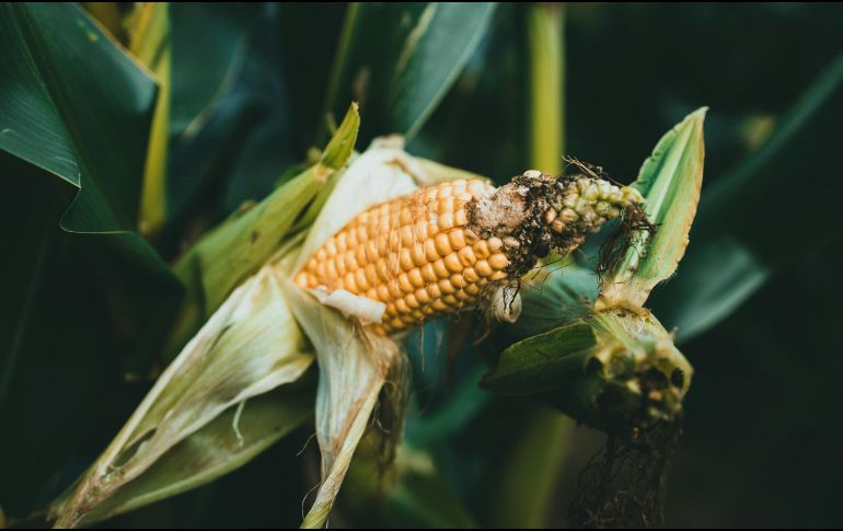 Los inventarios de Estados Unidos de maíz quedaron en 56.8 millones de toneladas. ESPECIAL/PEXELS