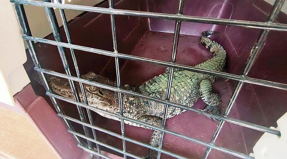 Cocodrilo en resguardo tras ser víctima de tráfico ilegal; autoridades buscan frenar la venta de fauna silvestre en redes sociales. ESPECIAL