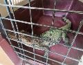 Cocodrilo en resguardo tras ser víctima de tráfico ilegal; autoridades buscan frenar la venta de fauna silvestre en redes sociales. ESPECIAL