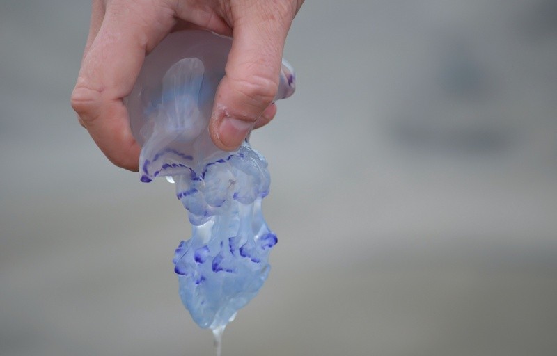 El aspecto de estos seres es engañoso: lucen como un globo azul, rosado o violáceo flotando en la superficie, lo que resulta muy llamativo, especialmente para los niños.&nbsp; ESPECIAL / CANVA