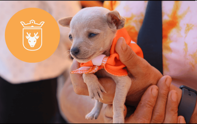 Vacunar a una mascota no solo mejora su calidad de vida, sino que también te permite disfrutar de su compañía por mucho más tiempo. ESPECIAL/ Protección Animal Zapopan