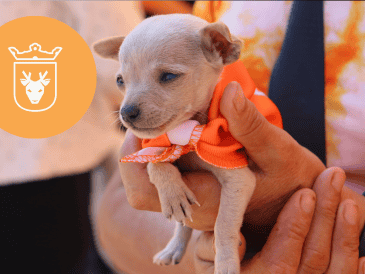 Vacunar a una mascota no solo mejora su calidad de vida, sino que también te permite disfrutar de su compañía por mucho más tiempo. ESPECIAL/ Protección Animal Zapopan